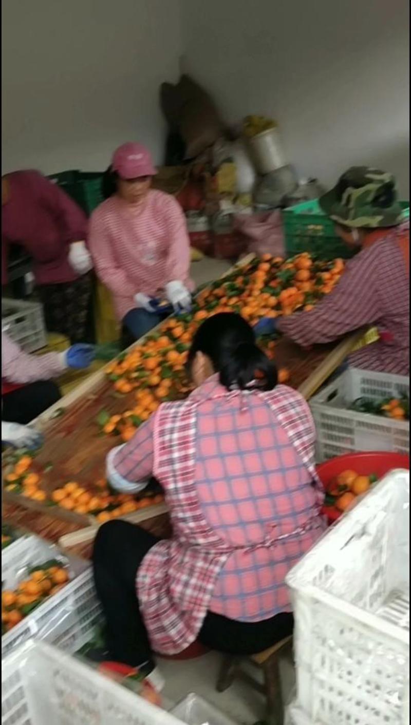 广西桂林盖膜沙糖桔6年专业代办订大园百家果洗果打蜡一条龙