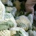 花菜，通许县精品有机花菜，白面青梗、加工厂松花、量大价优