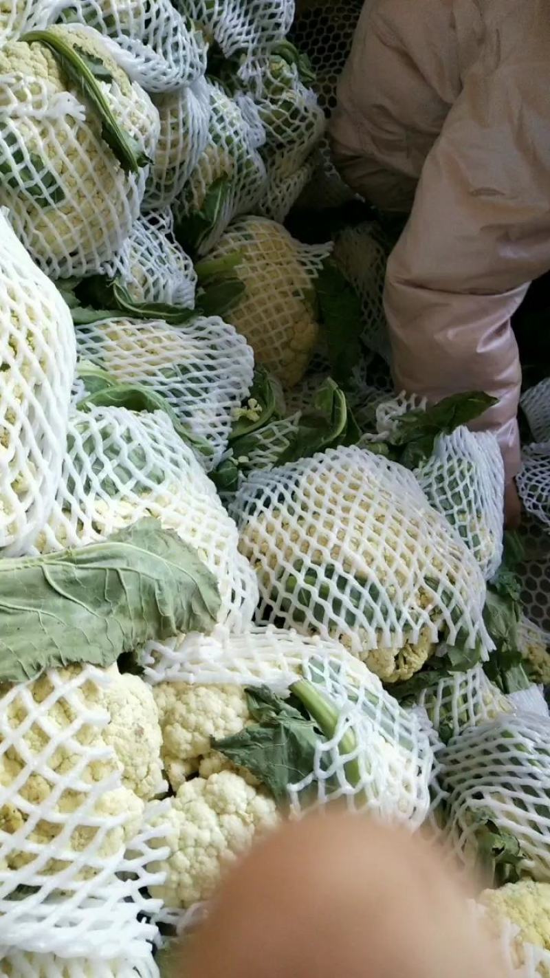 花菜，通许县精品有机花菜，白面青梗、加工厂松花、量大价优
