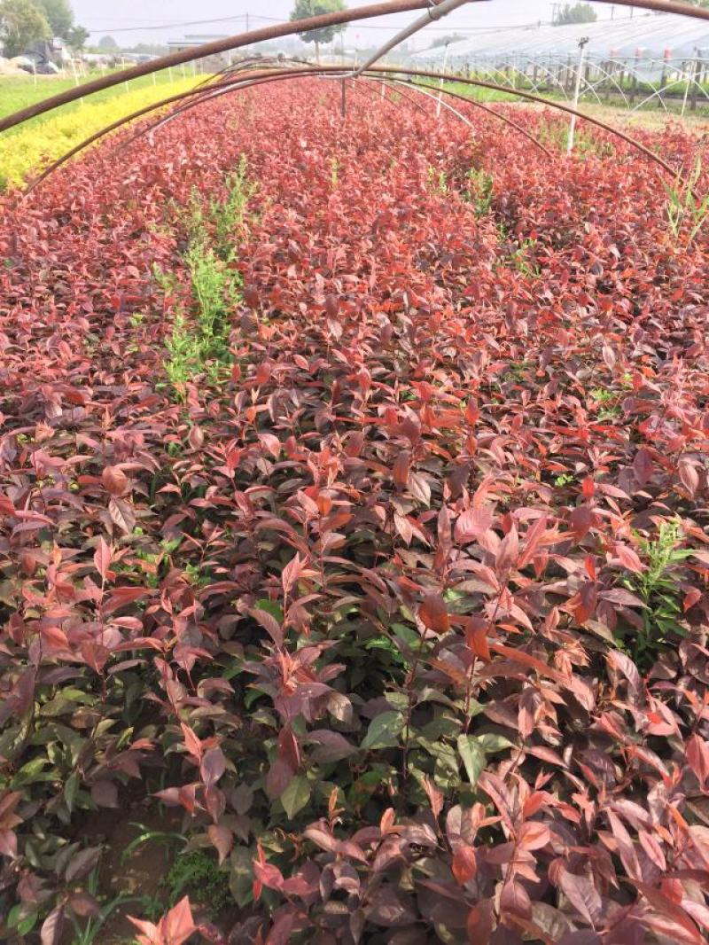 紫叶矮樱种植基地紫叶矮樱那个直销。30万低价处理