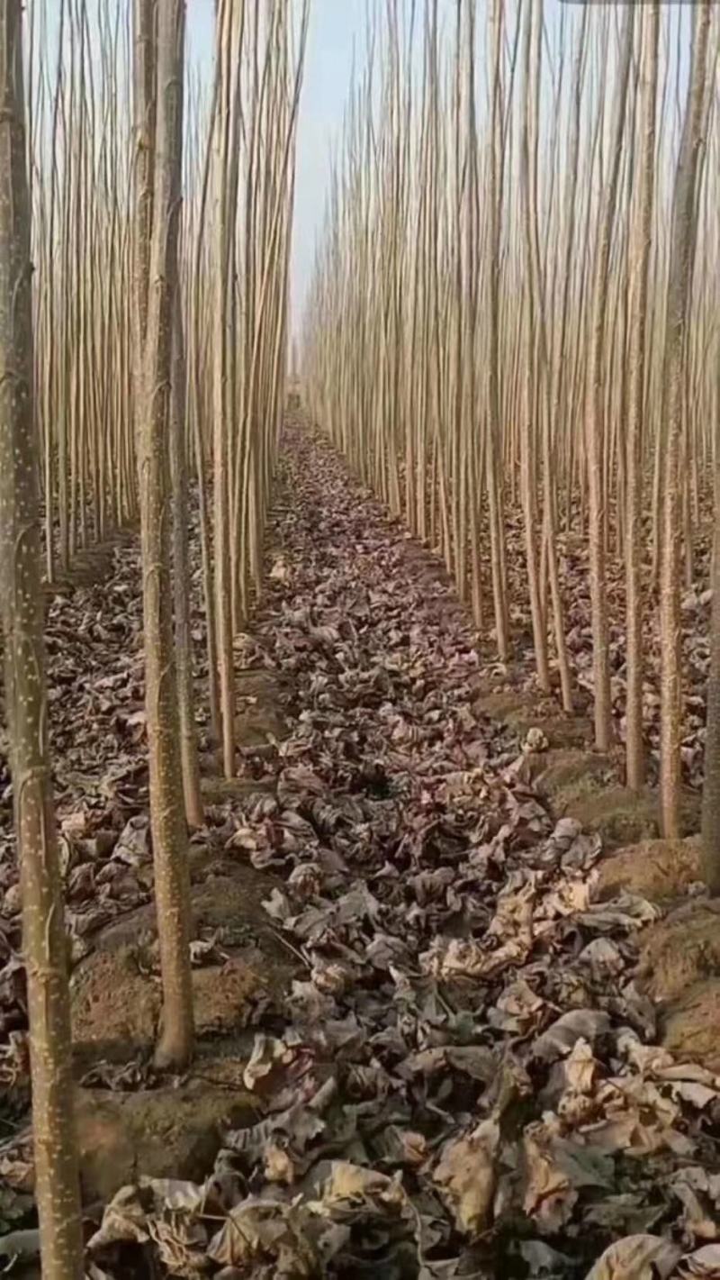杨树苗大量出售各种规格107杨树苗根系发达无病无灾