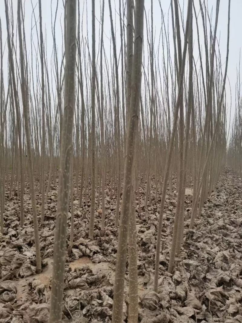 杨树苗大量出售各种规格107杨树苗根系发达无病无灾