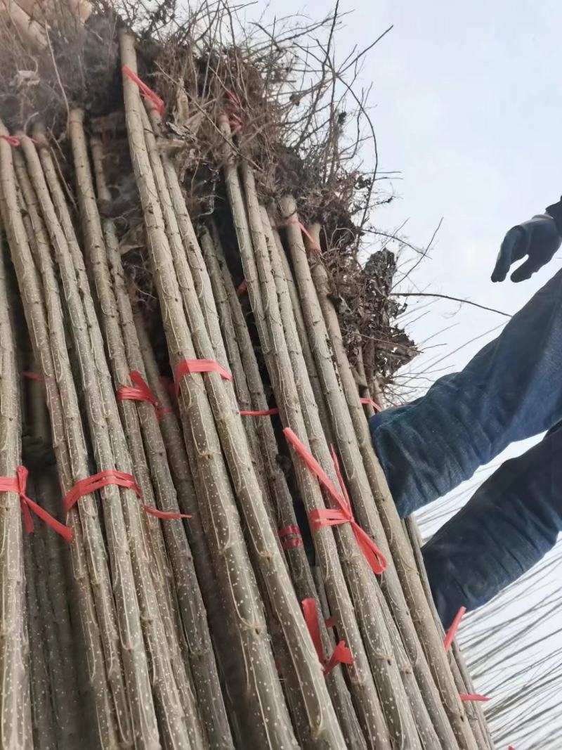 杨树苗大量出售各种规格107杨树苗根系发达无病无灾