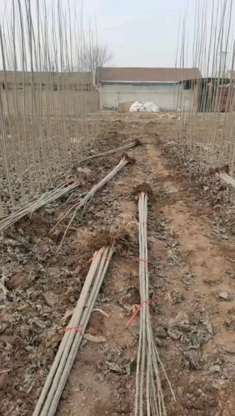 杨树苗大量出售各种规格107杨树苗根系发达无病无灾