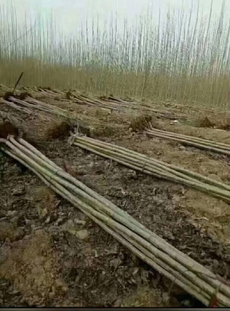 杨树苗大量出售各种规格107杨树苗根系发达无病无灾