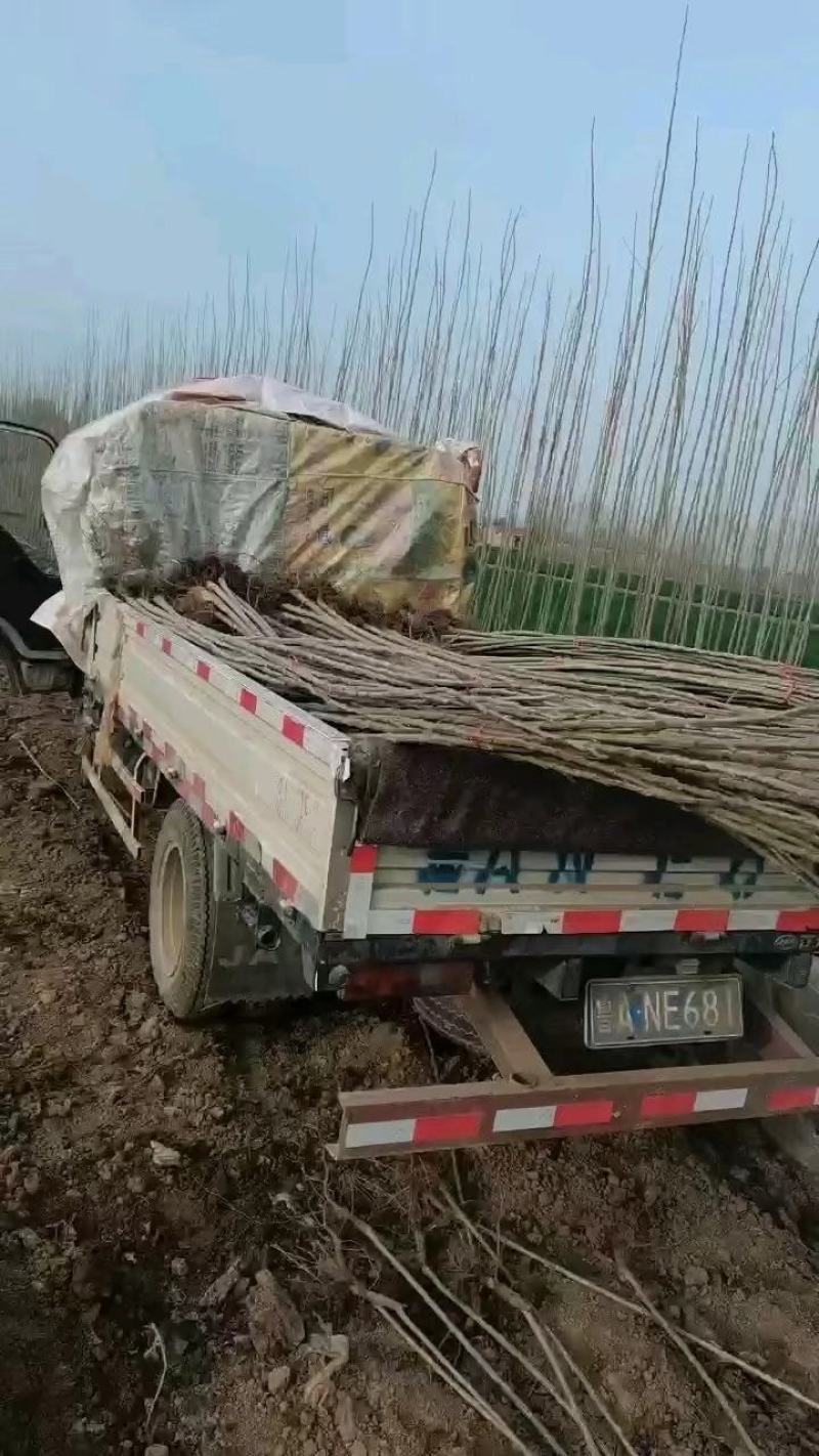 杨树苗大量出售各种规格107杨树苗根系发达无病无灾