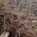 杨树苗大量出售各种规格107杨树苗根系发达无病无灾