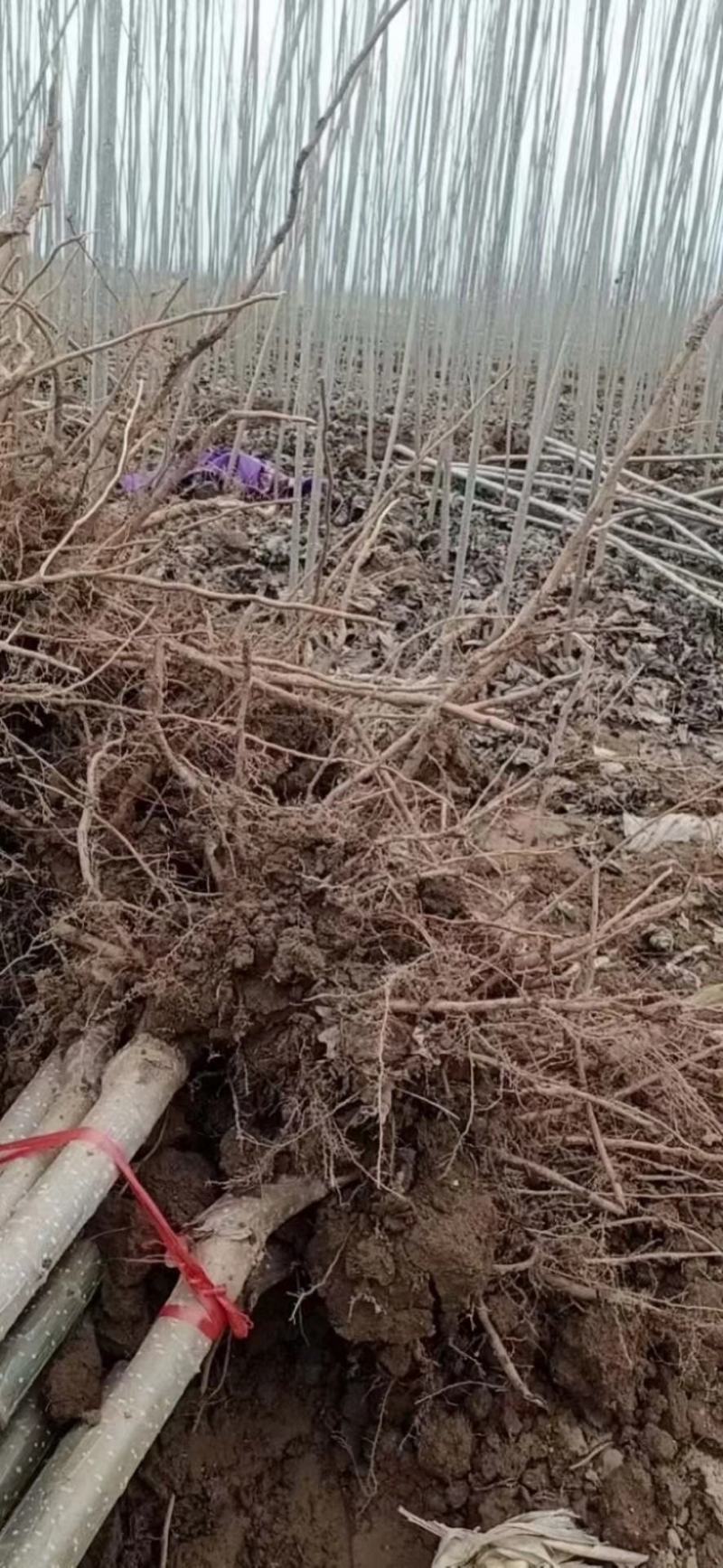 杨树苗大量出售各种规格107杨树苗根系发达无病无灾