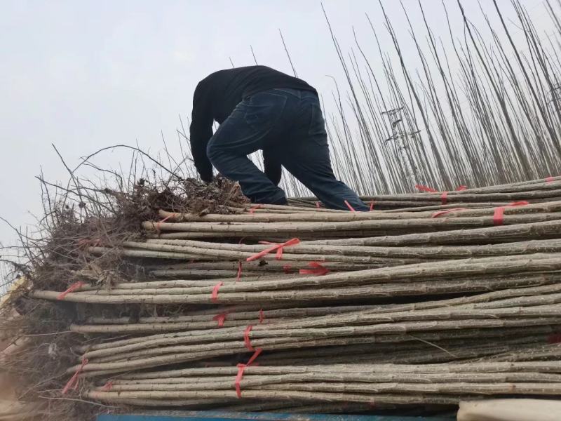 杨树苗大量出售各种规格107杨树苗根系发达无病无灾