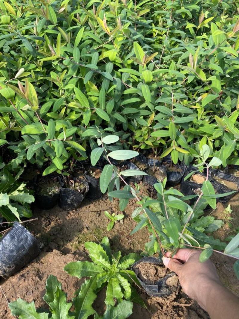 花卉盆景金丝桃一手货源金丝桃自产自销金丝桃
