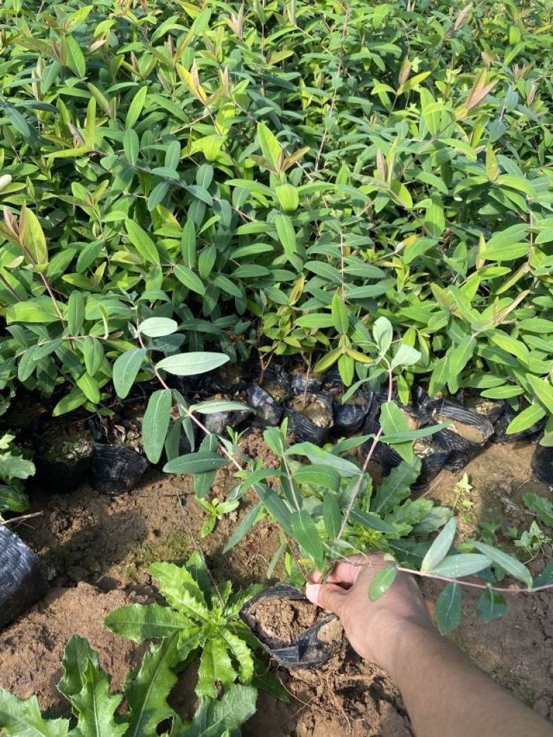 花卉盆景金丝桃一手货源金丝桃自产自销金丝桃