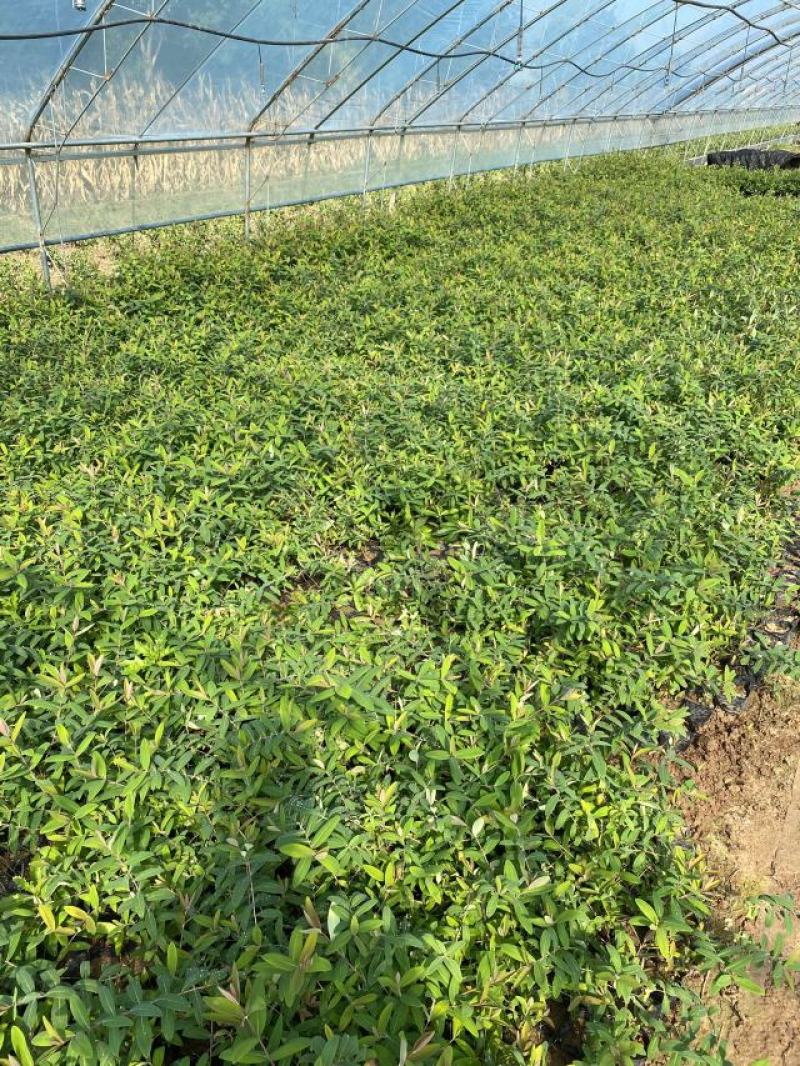 花卉盆景金丝桃一手货源金丝桃自产自销金丝桃