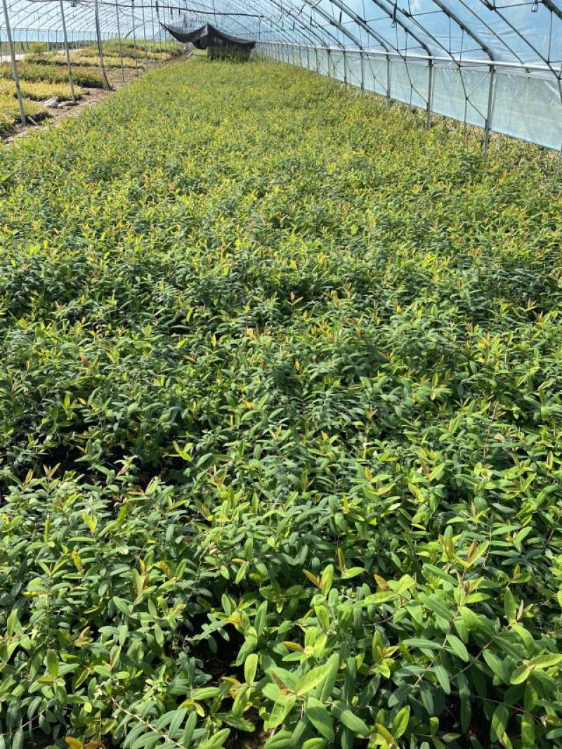 花卉盆景金丝桃一手货源金丝桃自产自销金丝桃