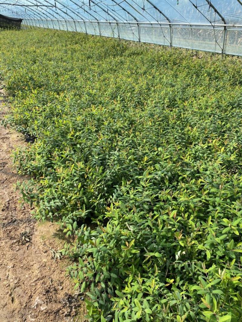 花卉盆景金丝桃一手货源金丝桃自产自销金丝桃