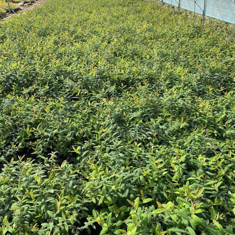 花卉盆景金丝桃一手货源金丝桃自产自销金丝桃