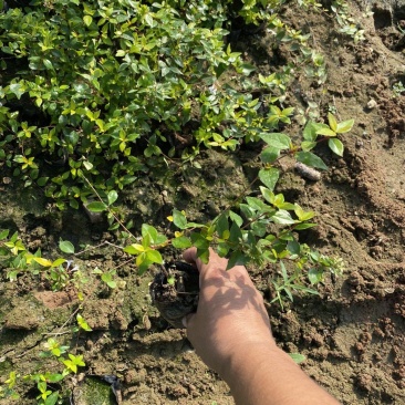大花六道木种植基地大花六道木青州基地直销