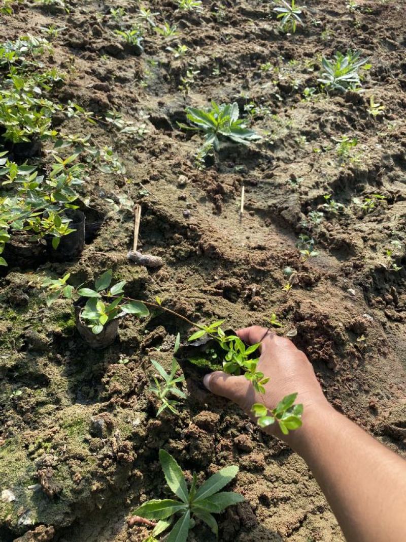 大花六道木种植基地大花六道木青州基地直销