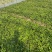 大花六道木种植基地大花六道木青州基地直销