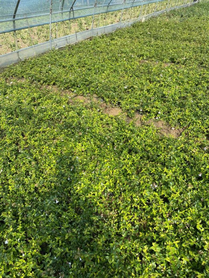 大花六道木种植基地大花六道木青州基地直销