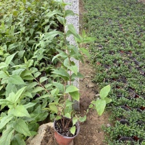 花卉盆景溲疏种植基地青州溲疏自产自销