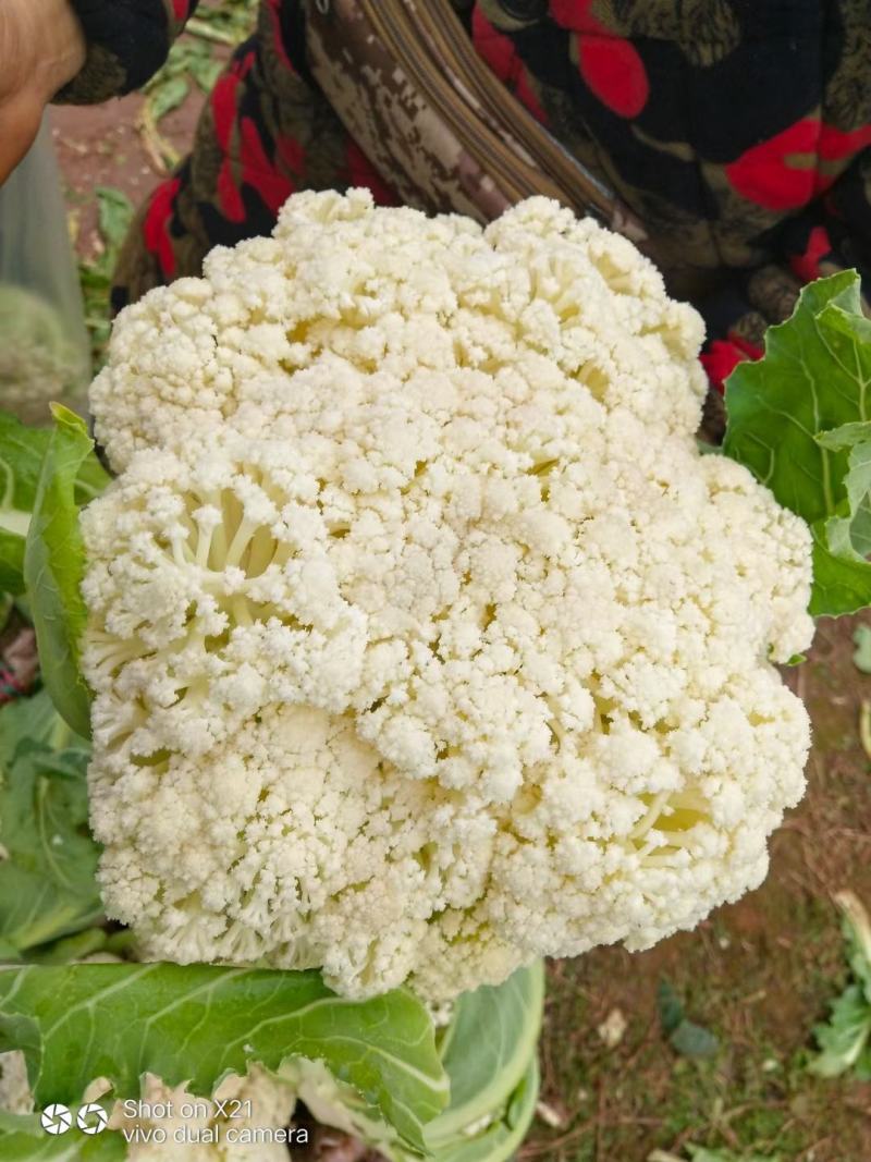 散花，精品散花，净菜！！！！！！！！！！！！