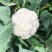 散花，精品散花，净菜！！！！！！！！！！！！