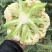 散花，精品散花，净菜！！！！！！！！！！！！