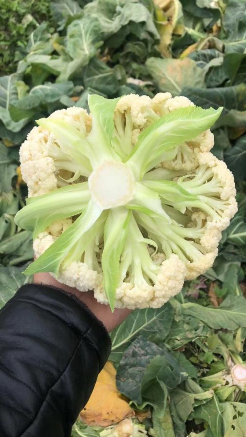 散花，精品散花，净菜！！！！！！！！！！！！