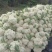 散花，精品散花，净菜！！！！！！！！！！！！