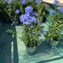 蓝雪花种植基地蓝雪花一手货源青州蓝雪花盆栽