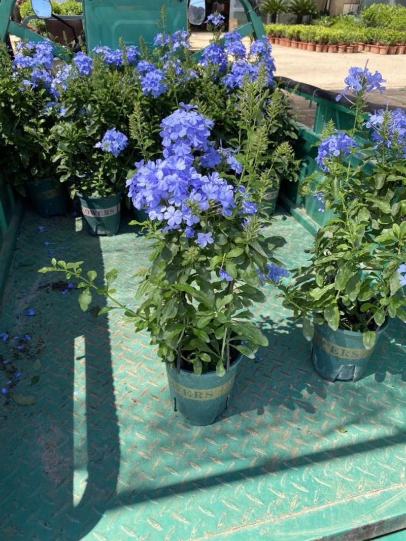 蓝雪花种植基地蓝雪花一手货源青州蓝雪花盆栽