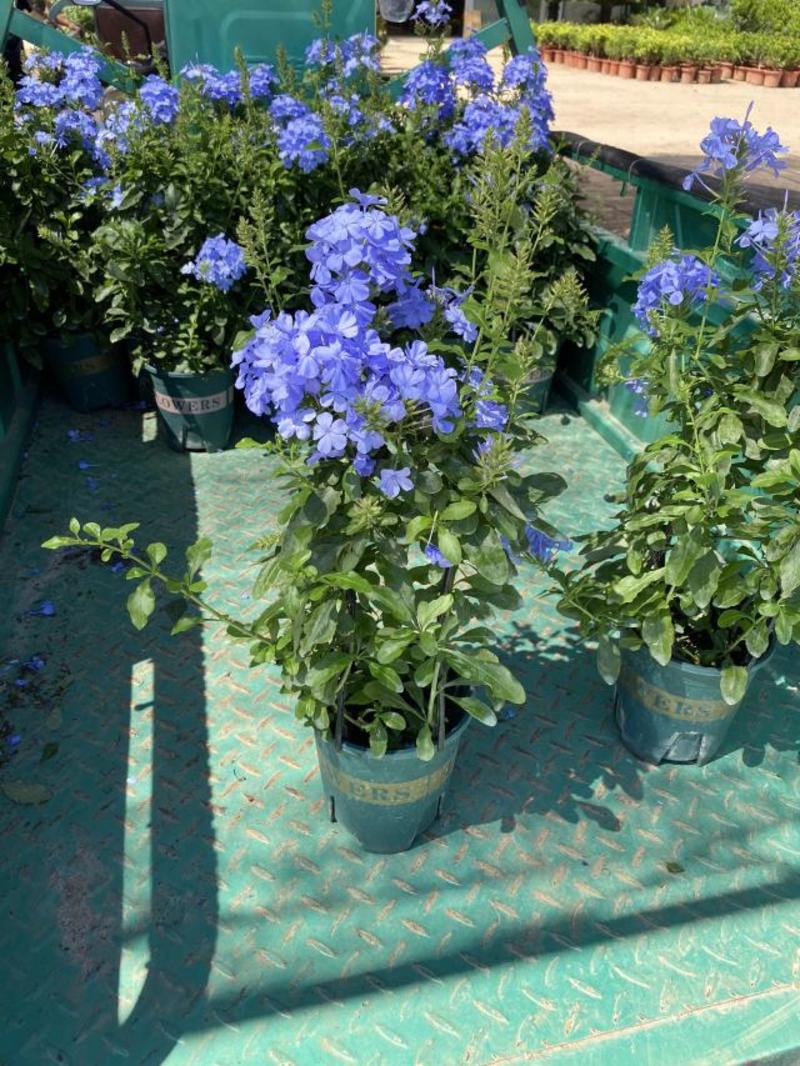 蓝雪花种植基地蓝雪花一手货源青州蓝雪花盆栽