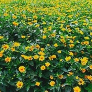日光菊自产自销青州日光菊种植基地日光菊批发