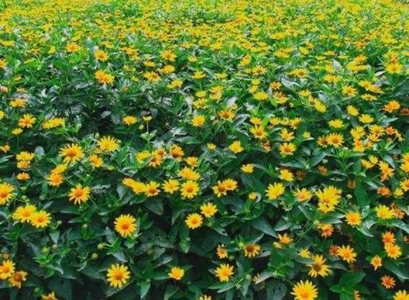 日光菊自产自销青州日光菊种植基地日光菊批发