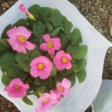 大花芙蓉酢浆草自产自销大花芙蓉酢浆草种植基地