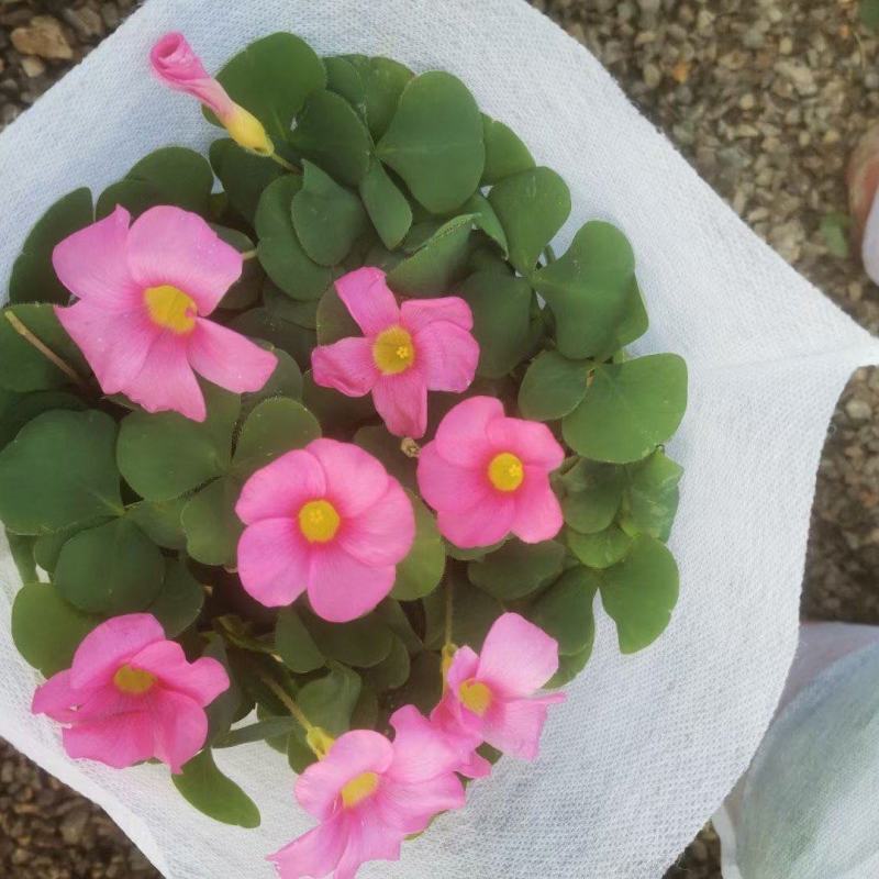 大花芙蓉酢浆草自产自销大花芙蓉酢浆草种植基地