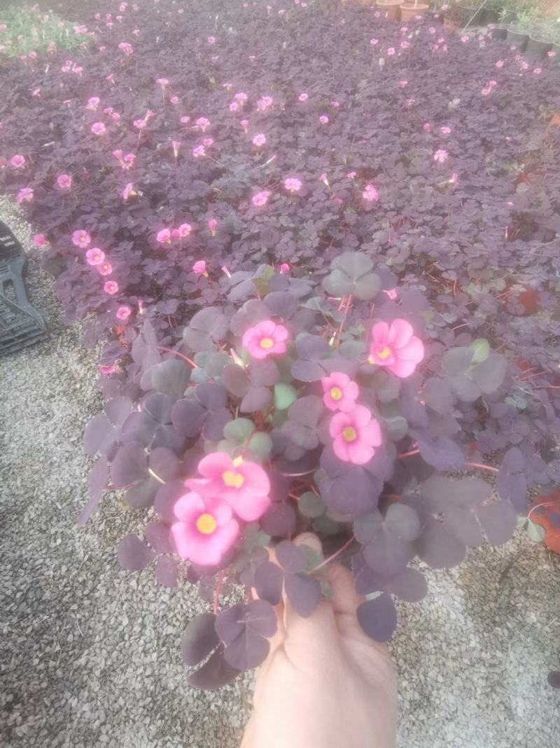 大花芙蓉酢浆草自产自销大花芙蓉酢浆草种植基地