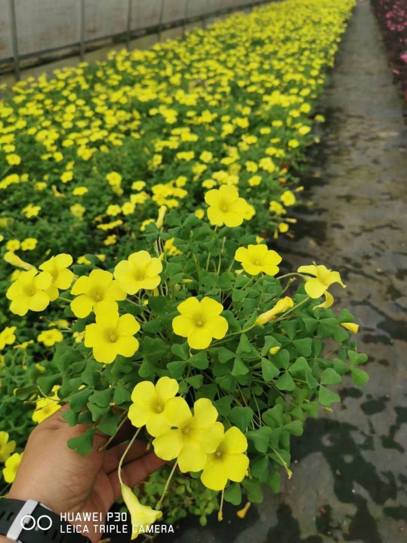 大花芙蓉酢浆草自产自销大花芙蓉酢浆草种植基地