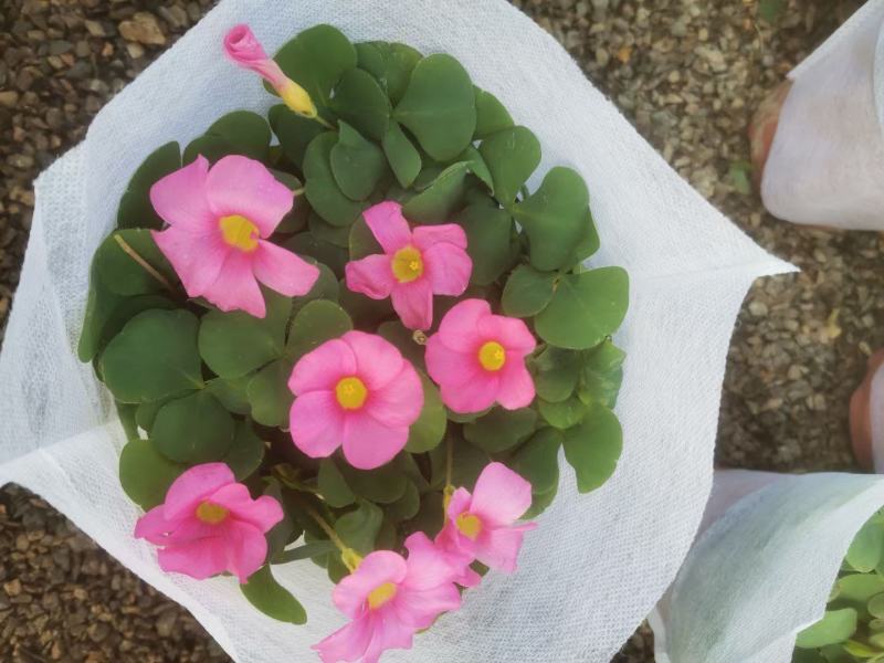 大花芙蓉酢浆草自产自销大花芙蓉酢浆草种植基地