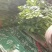 推荐昌黎产地直供精品西芹优质芹菜质量保障