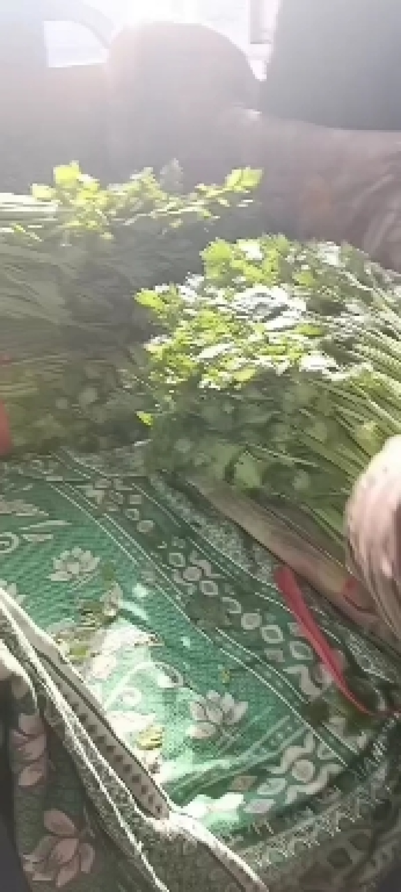 推荐昌黎产地直供精品西芹优质芹菜质量保障