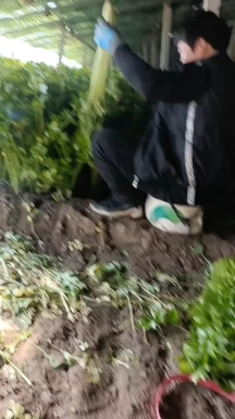 推荐昌黎产地直供精品西芹优质芹菜质量保障