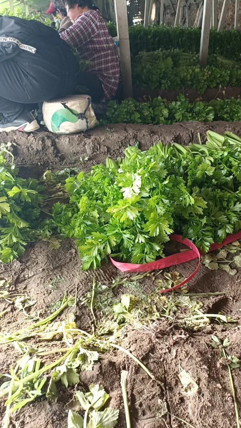 推荐昌黎产地直供精品西芹优质芹菜质量保障