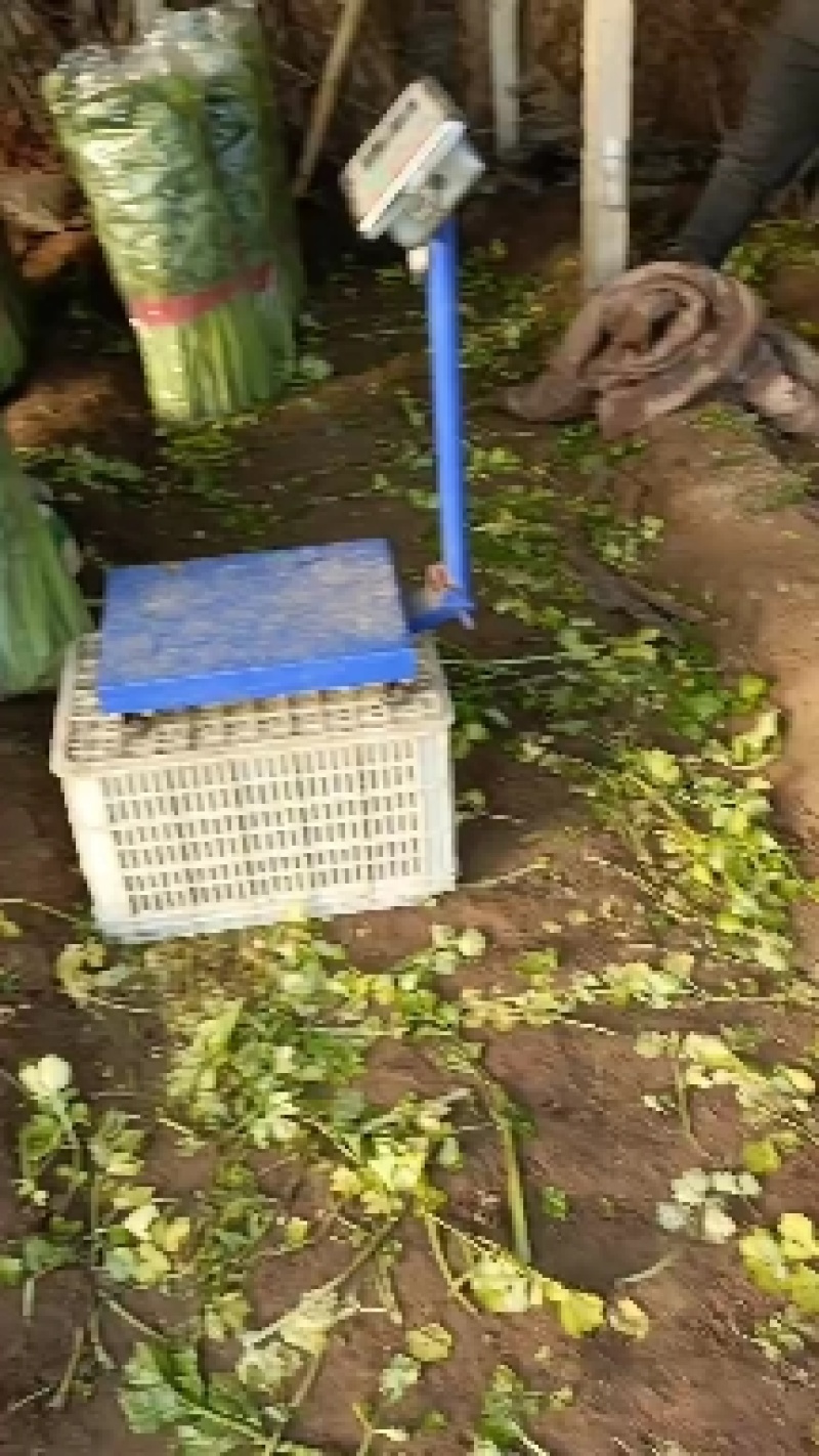 推荐昌黎产地直供精品西芹优质芹菜质量保障