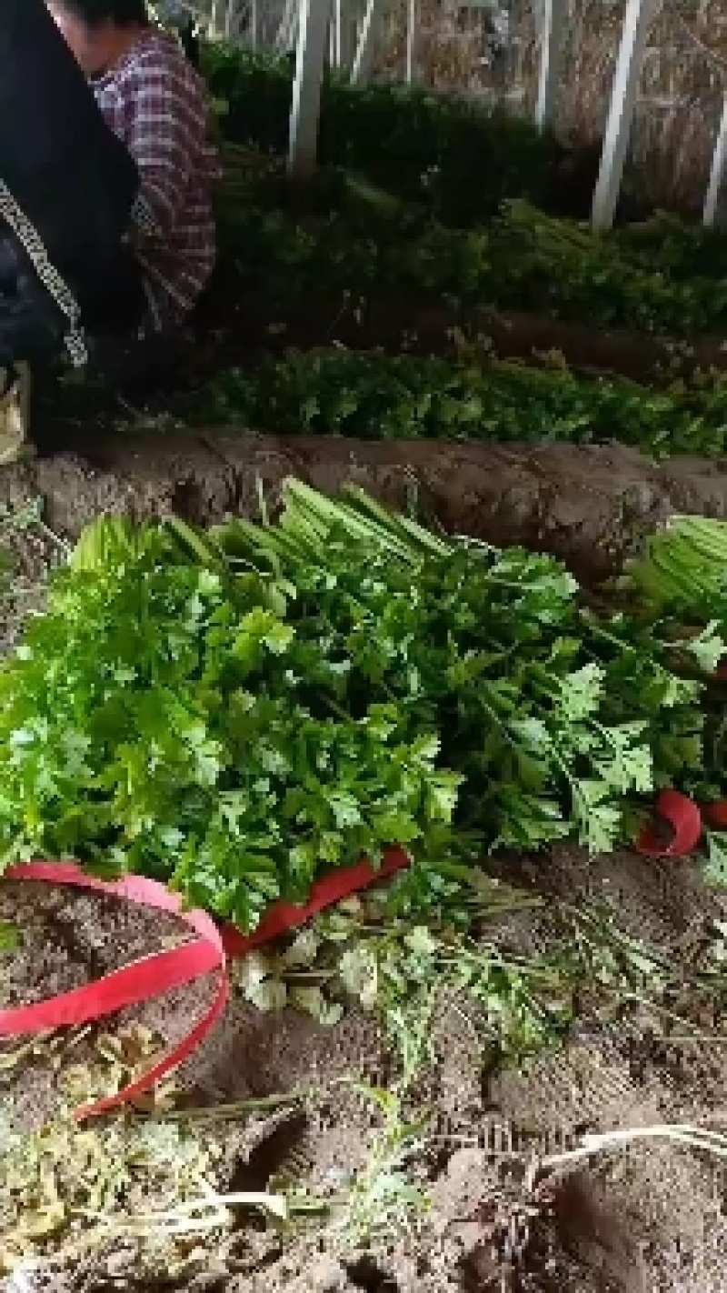 推荐昌黎产地直供精品西芹优质芹菜质量保障