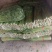 推荐昌黎产地直供精品西芹优质芹菜质量保障