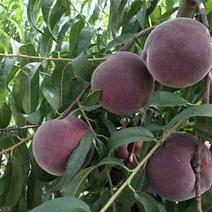 新品种特大超甜黑桃王桃树苗晚熟型桃树苗南北种植耐寒耐旱