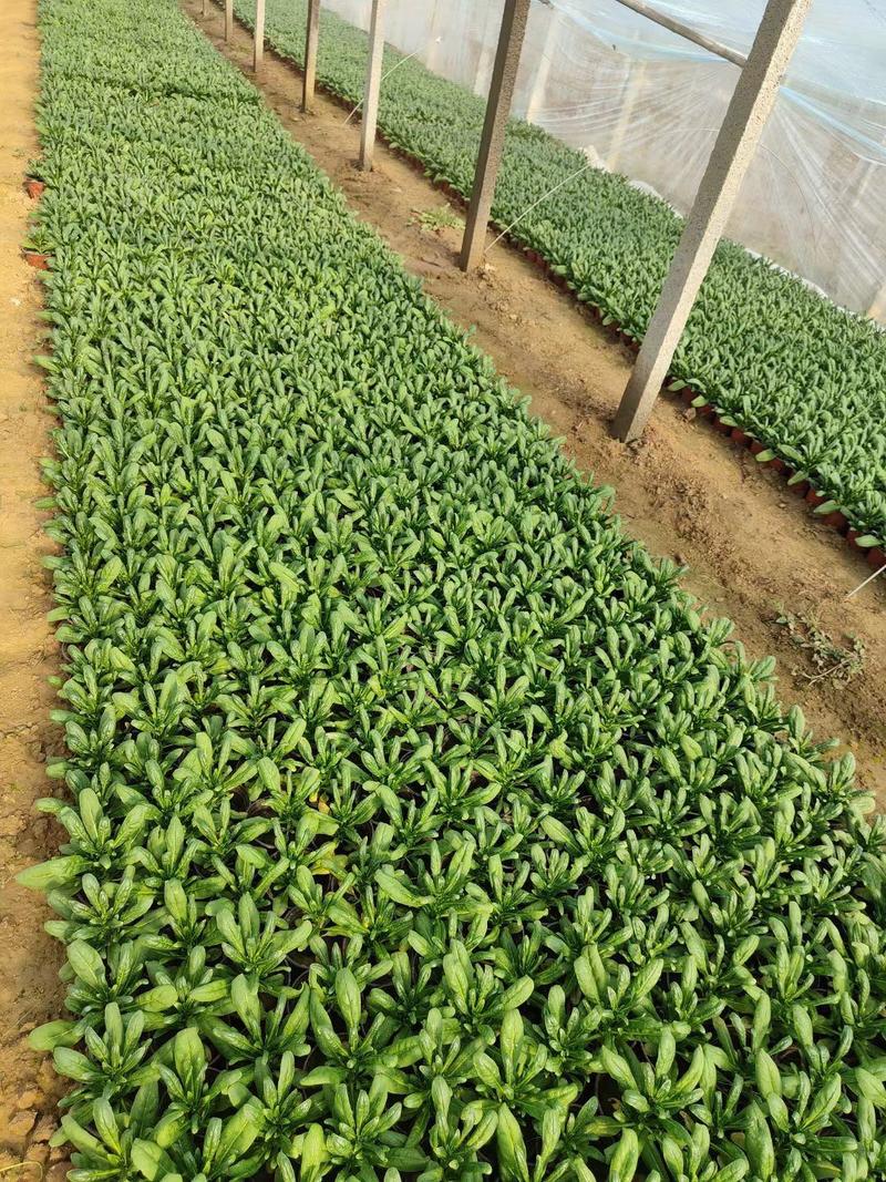 紫罗兰种植基地紫罗兰一手货源绿化用的紫罗兰