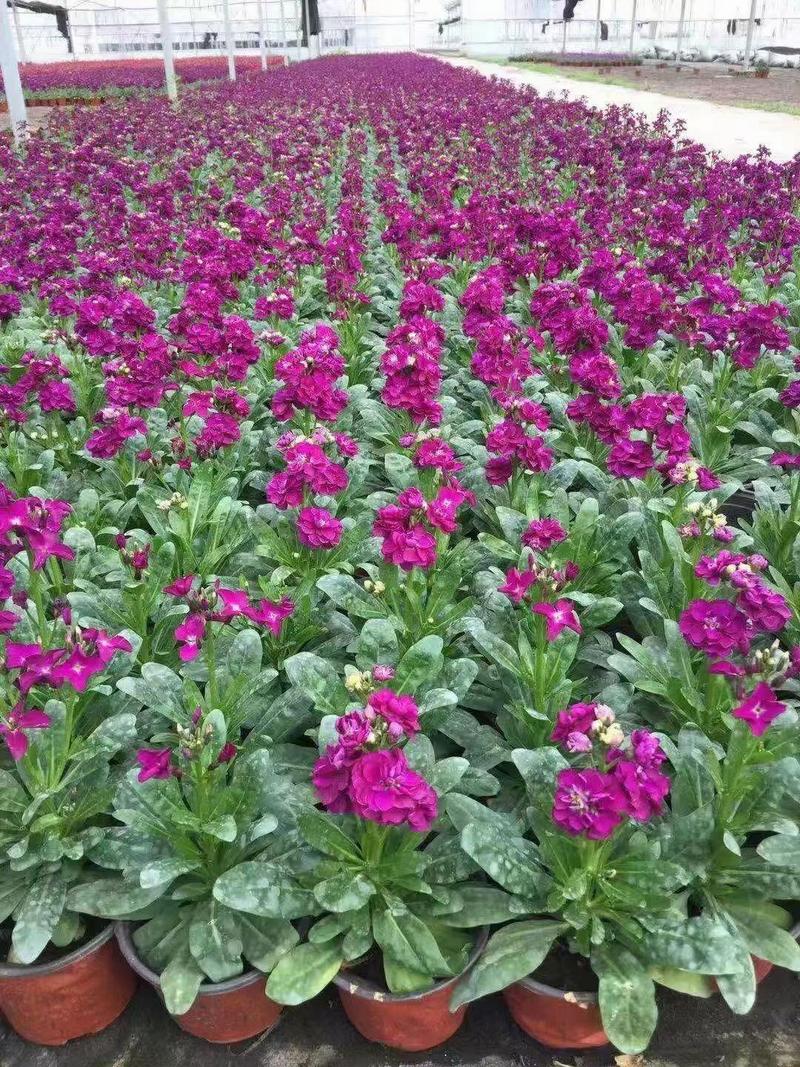 紫罗兰种植基地紫罗兰一手货源绿化用的紫罗兰