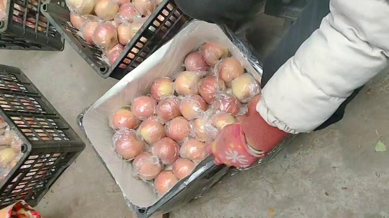 冰糖心苹果，膜袋红富士苹果，对接电商，产地直发便宜苹果